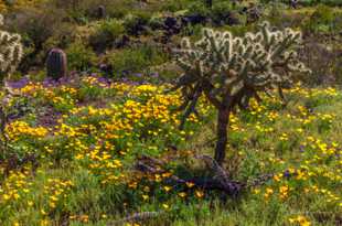 Desert wildflowers-6325.jpg